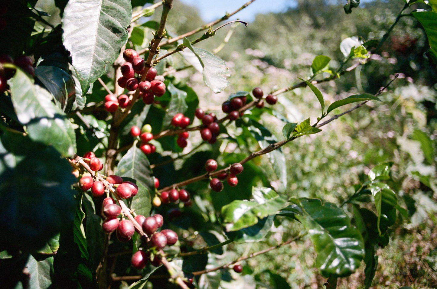 Finca La Hermosa (Organic)